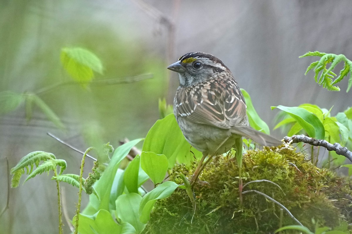 White-throated Sparrow - ML618853152