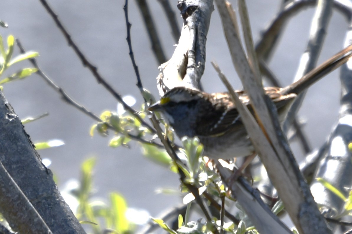 White-throated Sparrow - jeff  allen