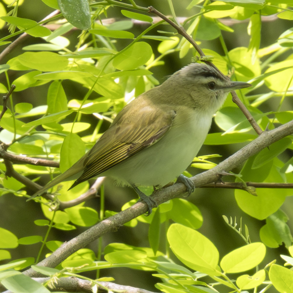Red-eyed Vireo - P W