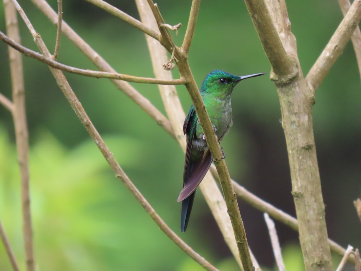 Long-tailed Sylph - ML618853204