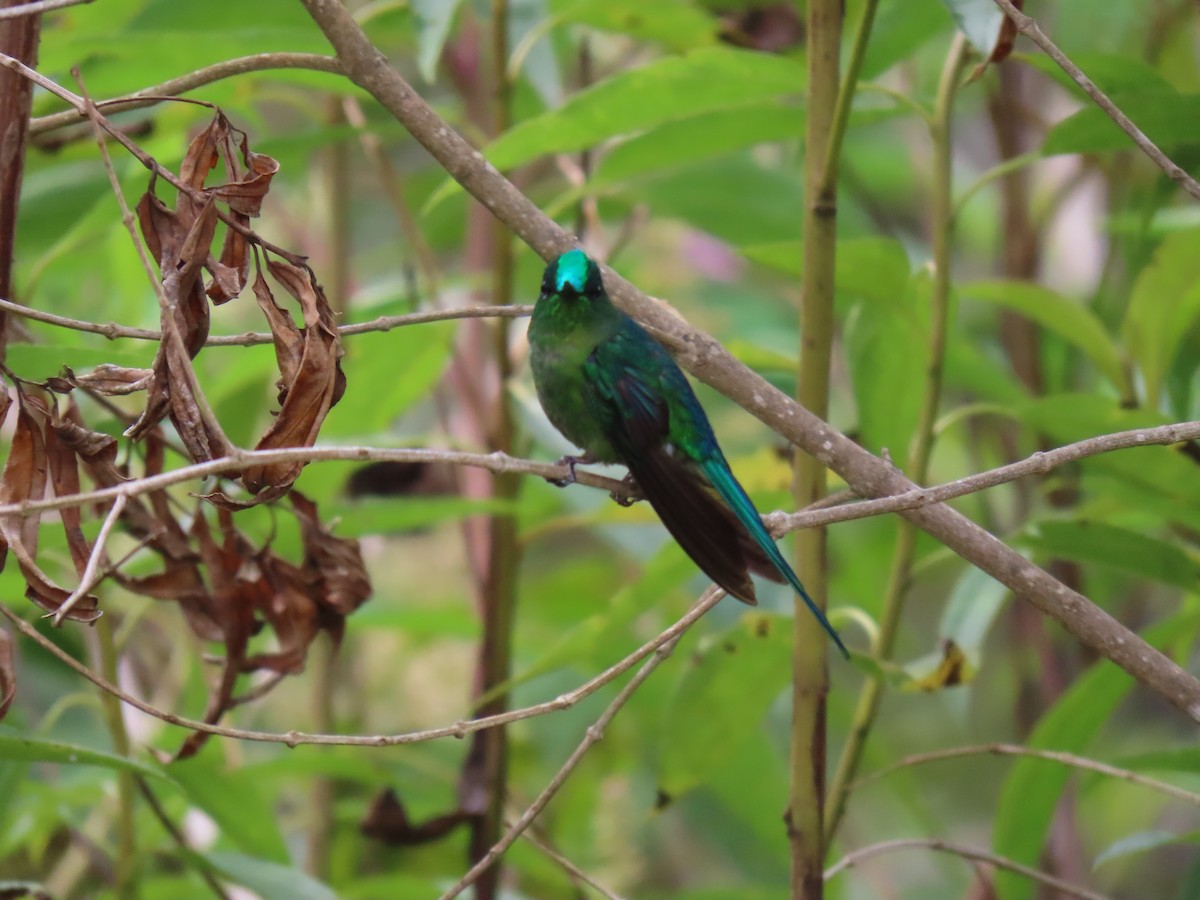 Long-tailed Sylph - ML618853205