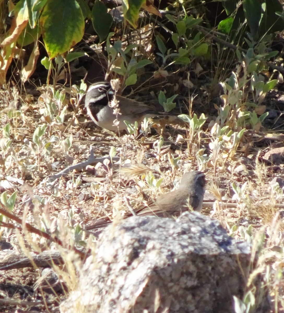 Black-throated Sparrow - ML618853227