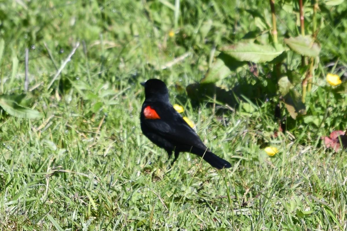 Red-winged Blackbird (California Bicolored) - ML618853232