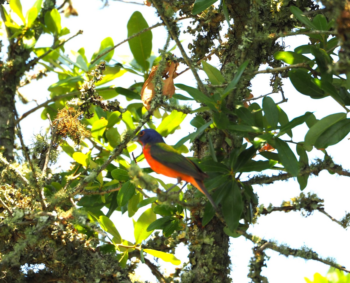 Painted Bunting - Andre Coquerel