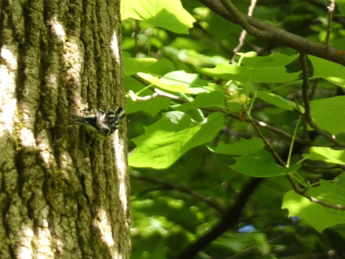 Black-and-white Warbler - ML618853271