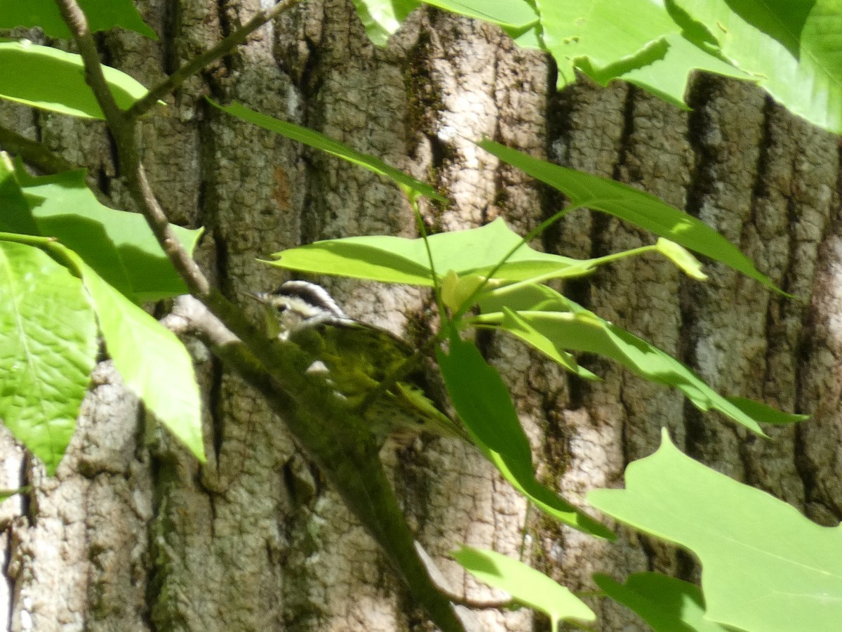Black-and-white Warbler - ML618853274