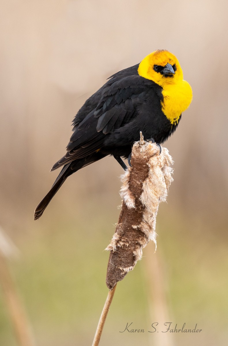 Yellow-headed Blackbird - ML618853275