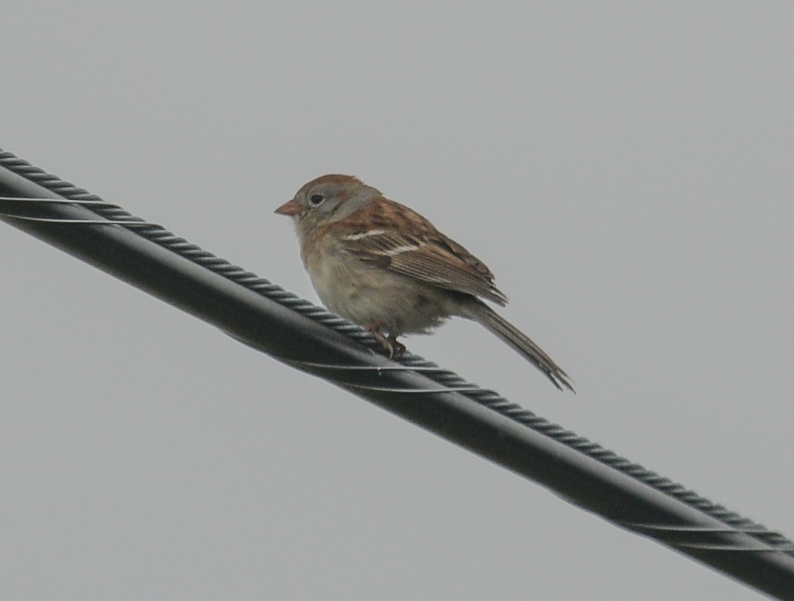 Field Sparrow - ML618853279