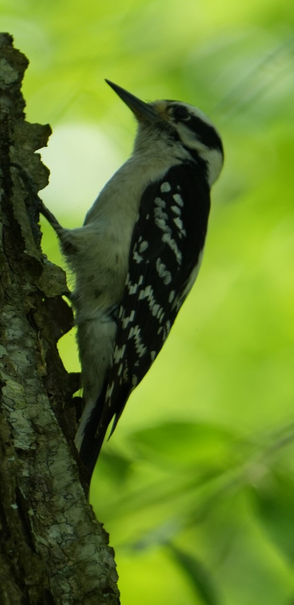 Downy Woodpecker - ML618853296