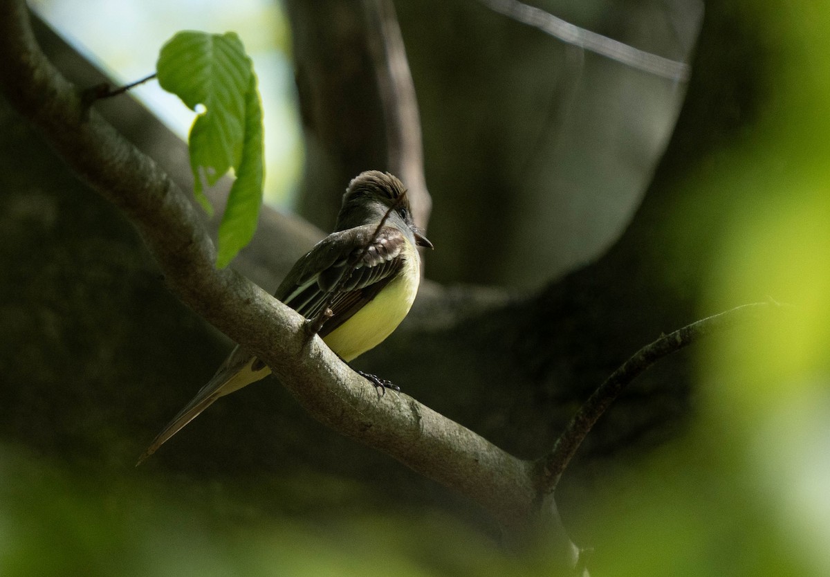Great Crested Flycatcher - Nick Panozzo