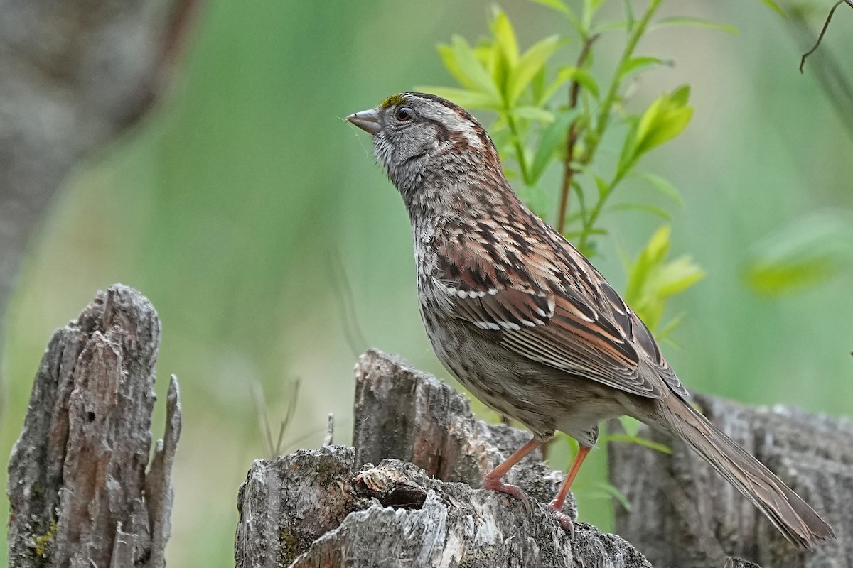 White-throated Sparrow - Nancy Elliot