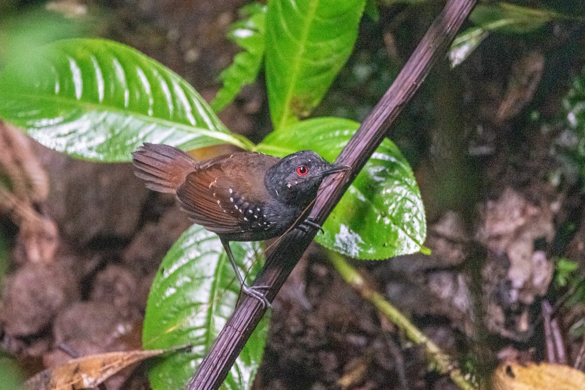 Dull-mantled Antbird - John Ramírez Núñez