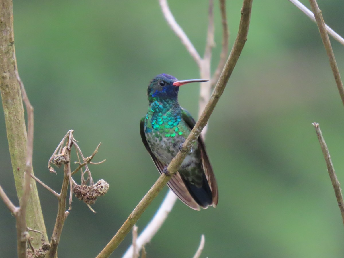 kolibřík modrohlavý - ML618853376