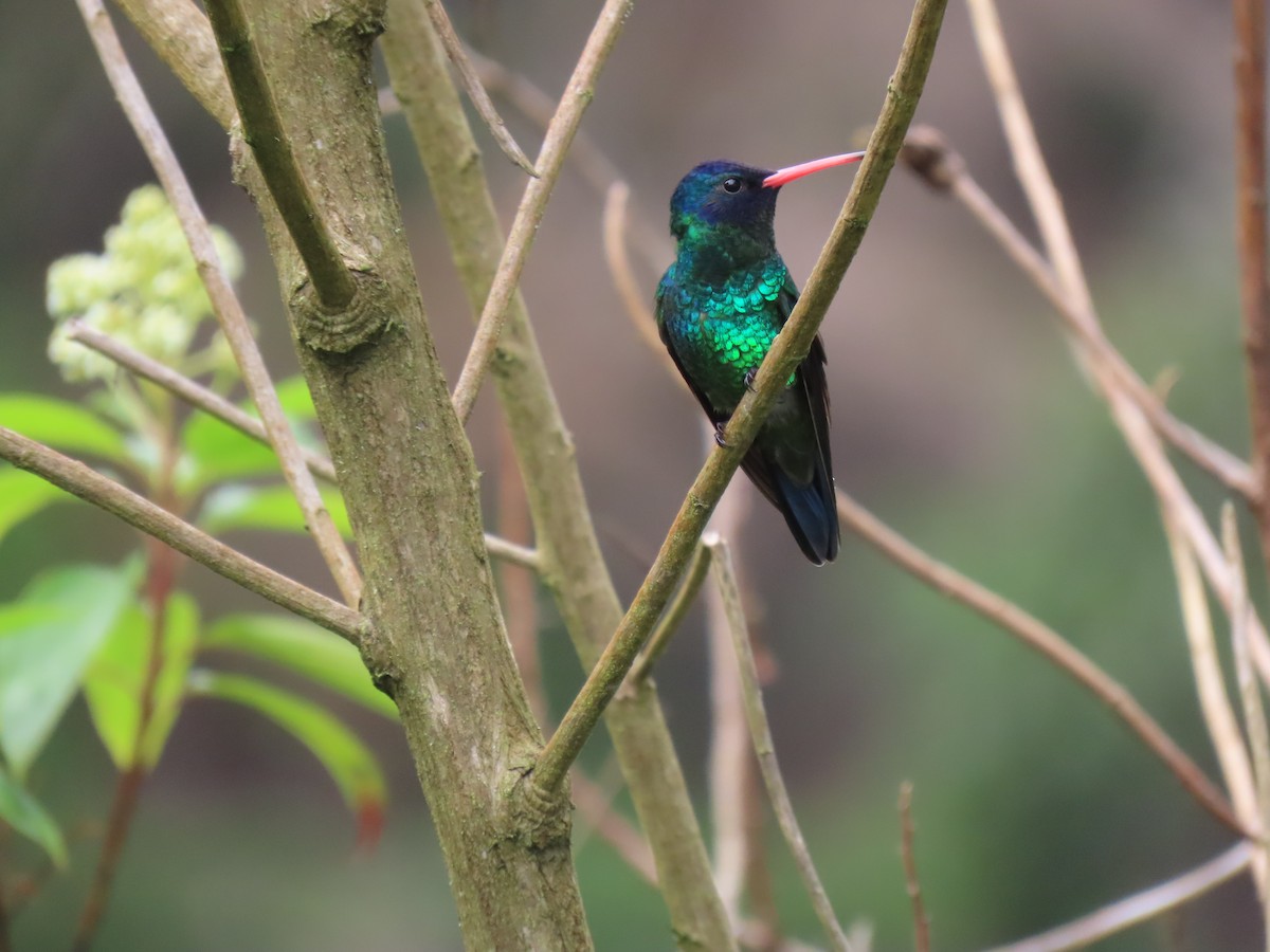 kolibřík modrohlavý - ML618853378