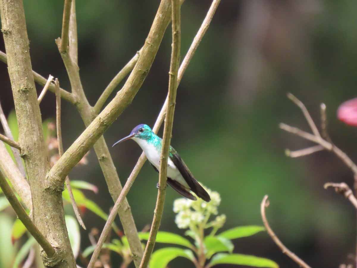 kolibřík andský - ML618853399