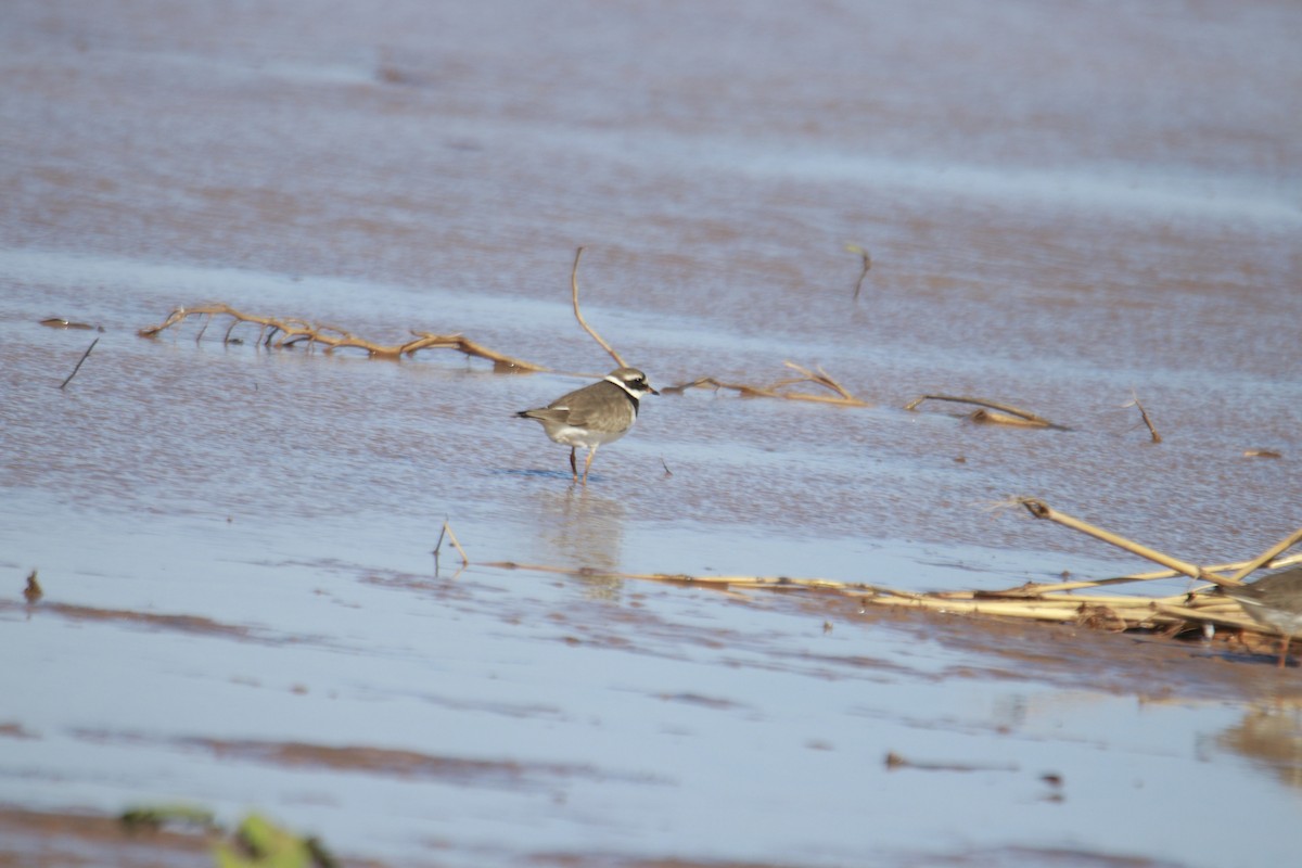 Common Ringed Plover - ML618853403