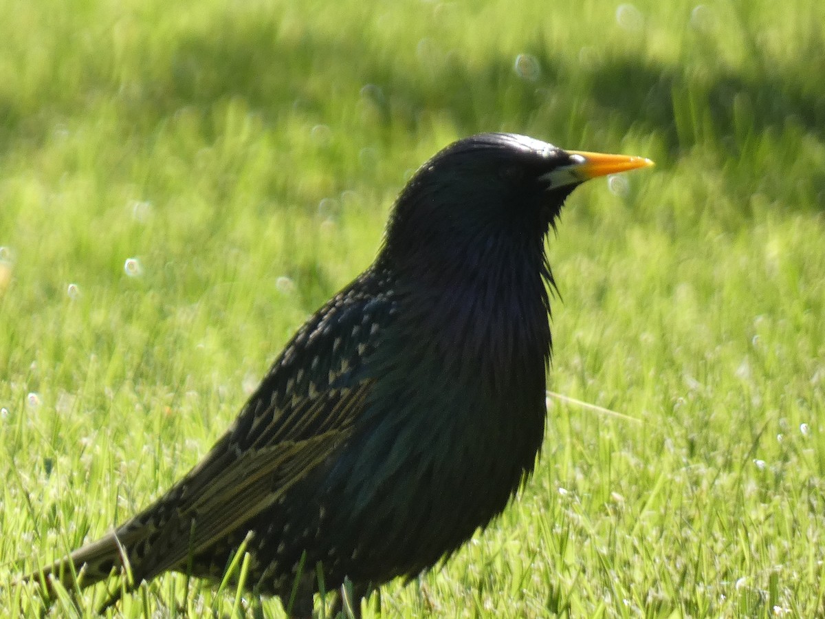 European Starling - Kevin Achtmeyer