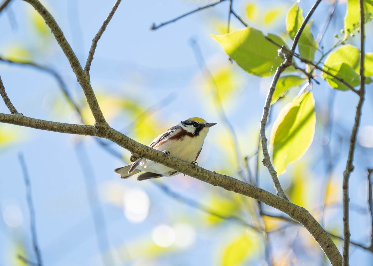 Chestnut-sided Warbler - Nick Panozzo