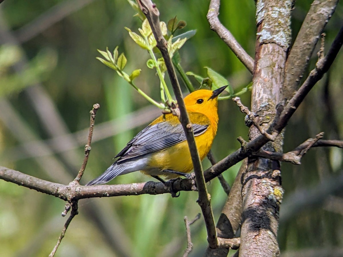 Prothonotary Warbler - jean bernier
