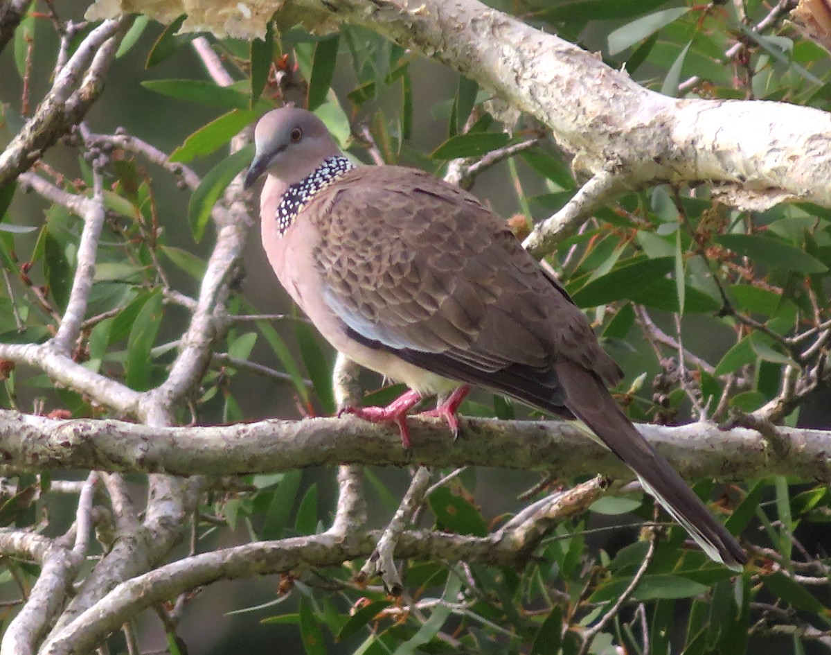 Spotted Dove - ML618853503