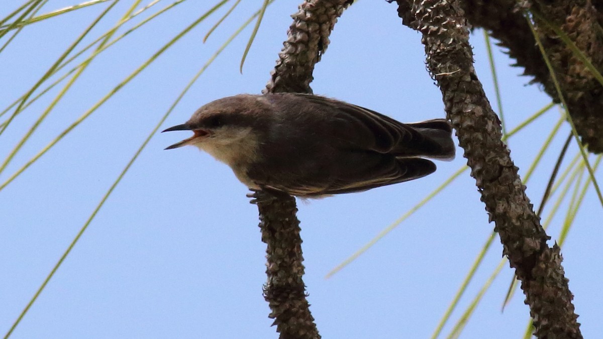 Brown-headed Nuthatch - ML618853537