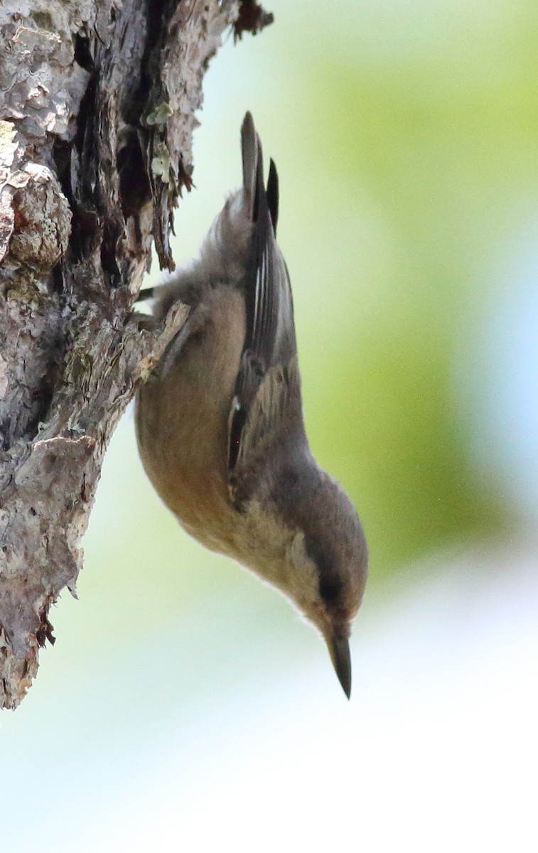 Brown-headed Nuthatch - ML618853538