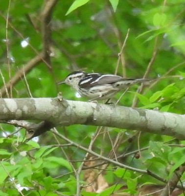 Black-and-white Warbler - ML618853542