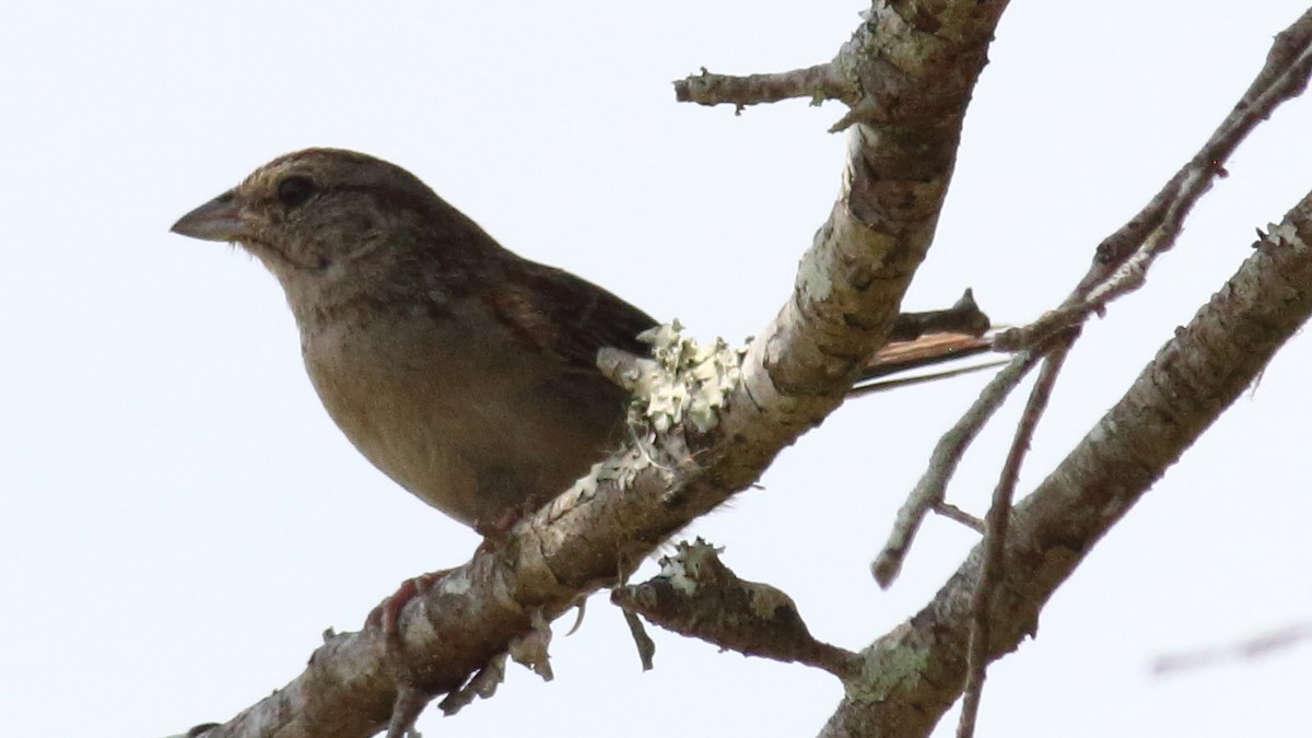 Bachman's Sparrow - ML618853555
