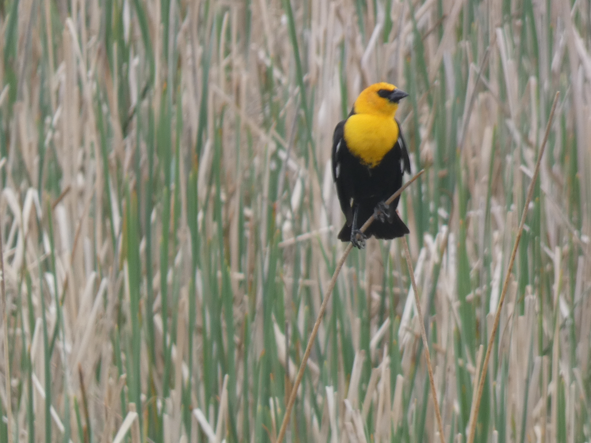 Yellow-headed Blackbird - Carolyn Sanders
