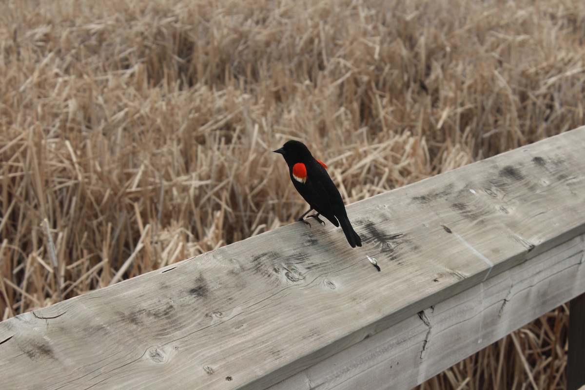 Red-winged Blackbird - Ethan Keller