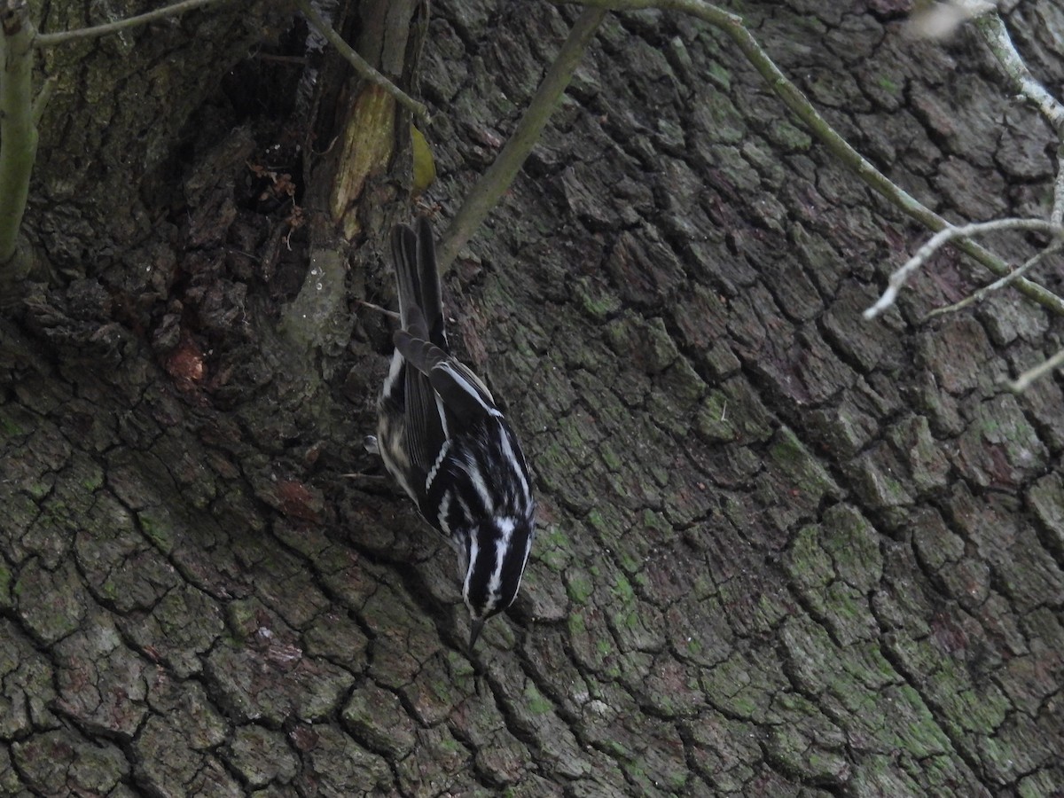 Black-and-white Warbler - ML618853606