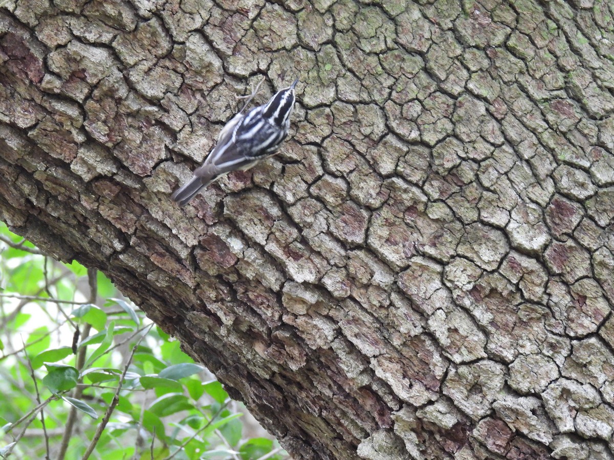 Black-and-white Warbler - Kevin Sitton