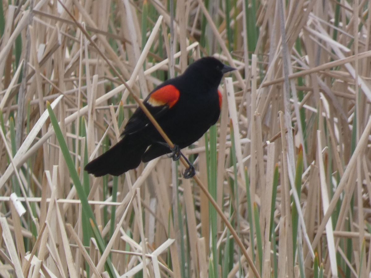 Red-winged Blackbird - Carolyn Sanders