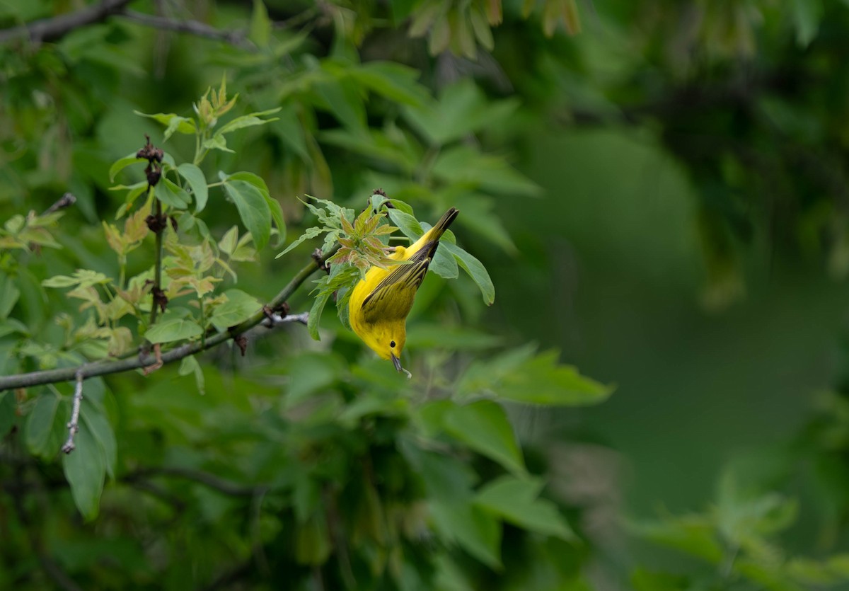 Yellow Warbler - Nick Panozzo