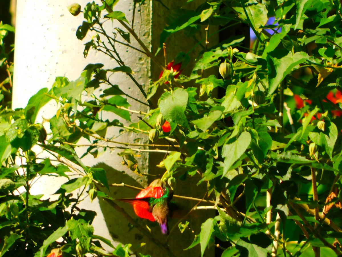 Green-bellied Hummingbird - ubaque club