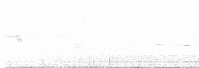 Bruant à couronne blanche (leucophrys) - ML618853629