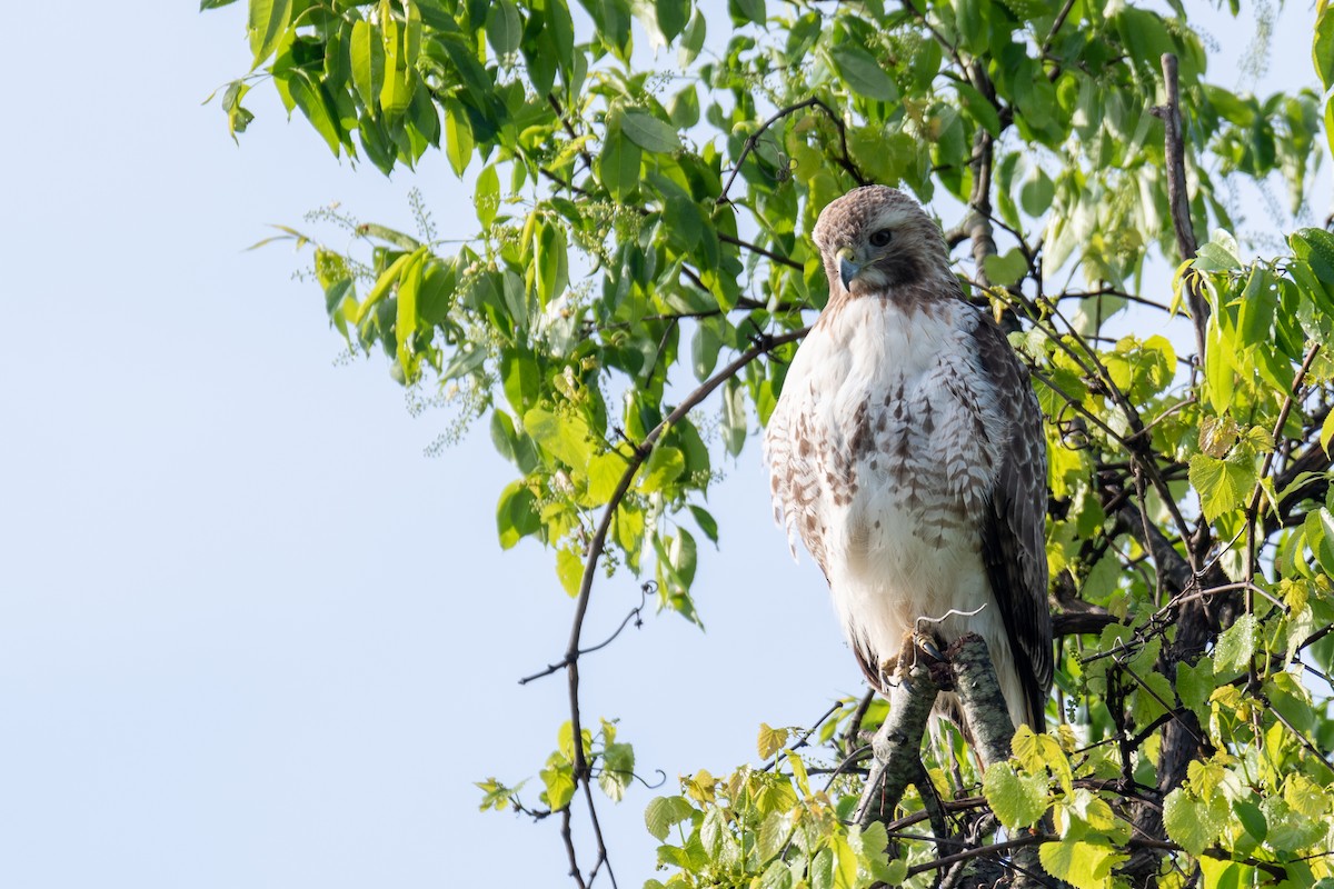 Red-tailed Hawk - Phillip Rogers
