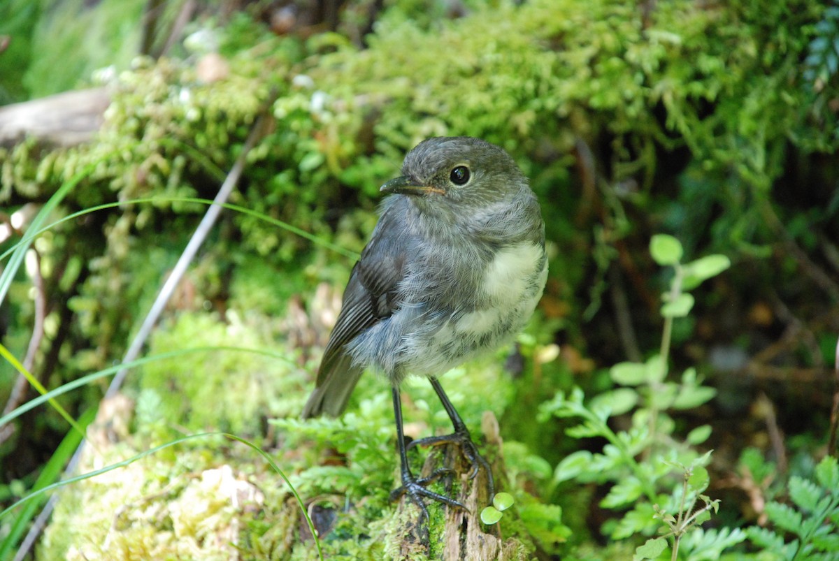 South Island Robin - Andrew Plant