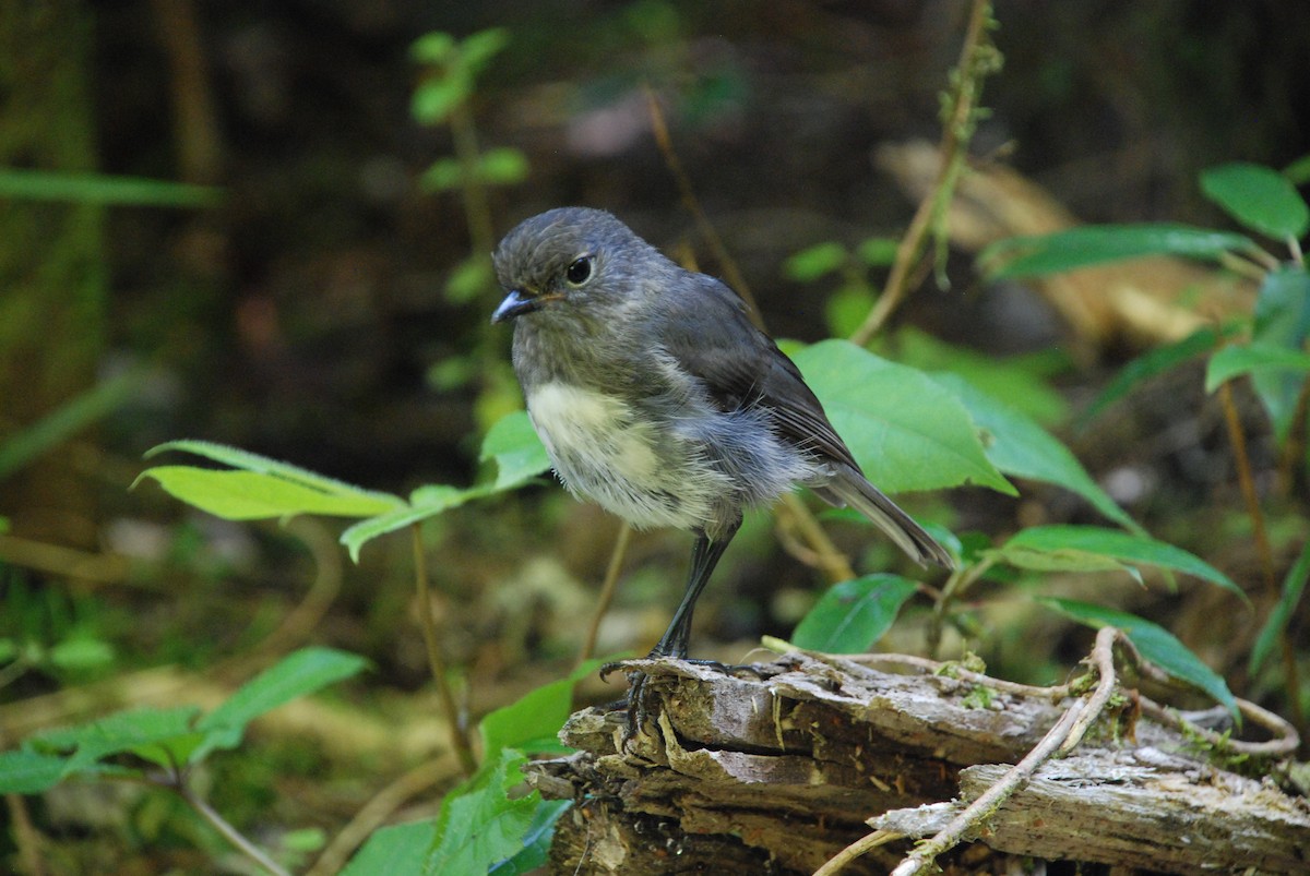 South Island Robin - Andrew Plant