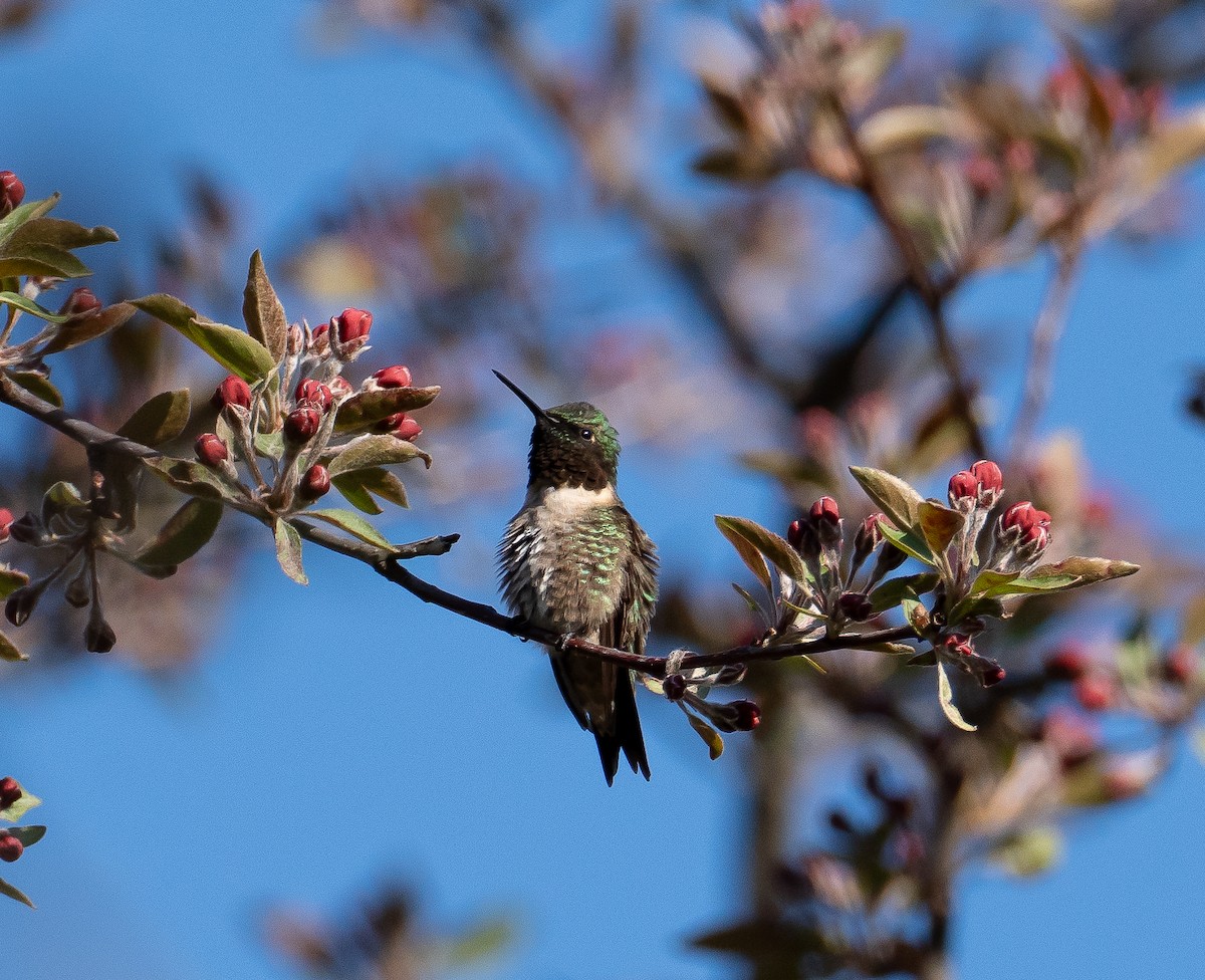 Ruby-throated Hummingbird - Sam Ridsdale