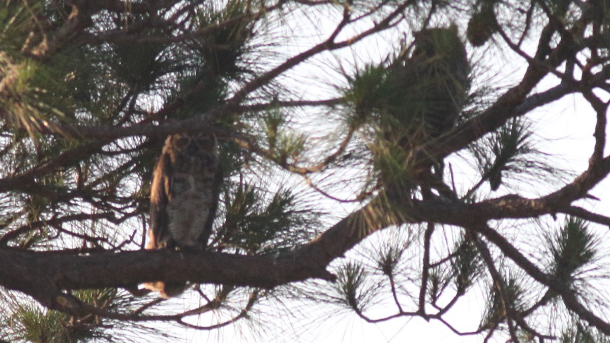 Great Horned Owl - ML618853721