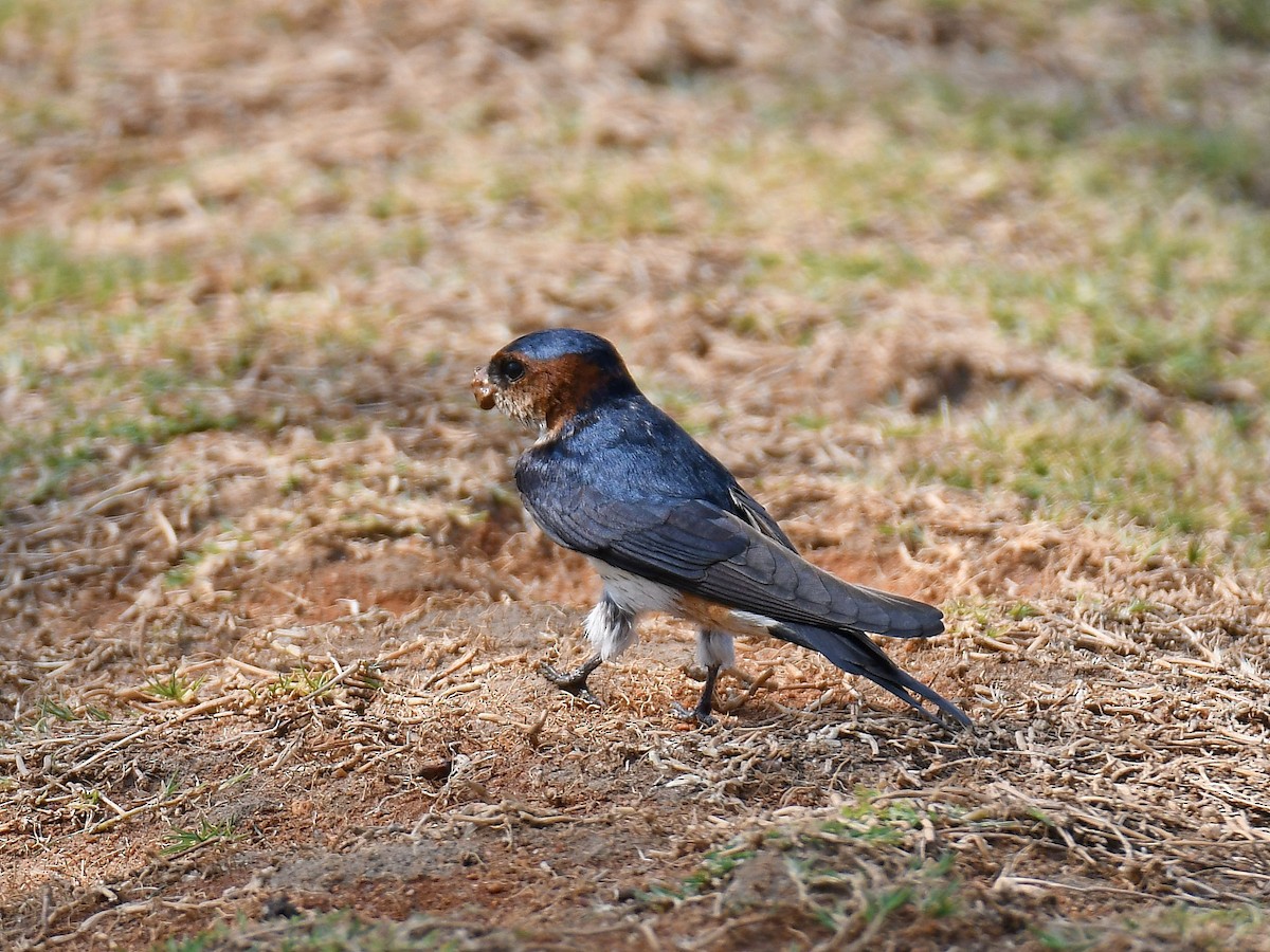 Red-rumped Swallow - ML618853740