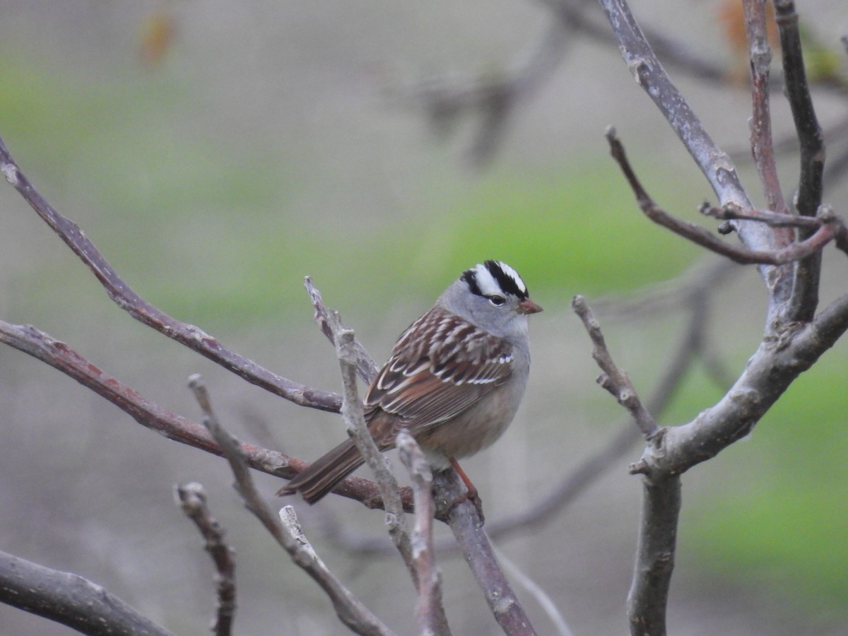 White-crowned Sparrow - ML618853767