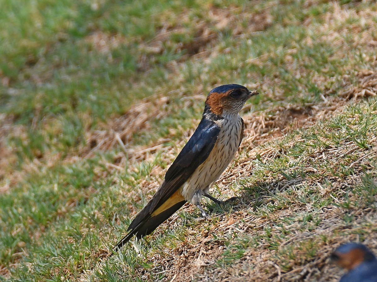Red-rumped Swallow - ML618853768