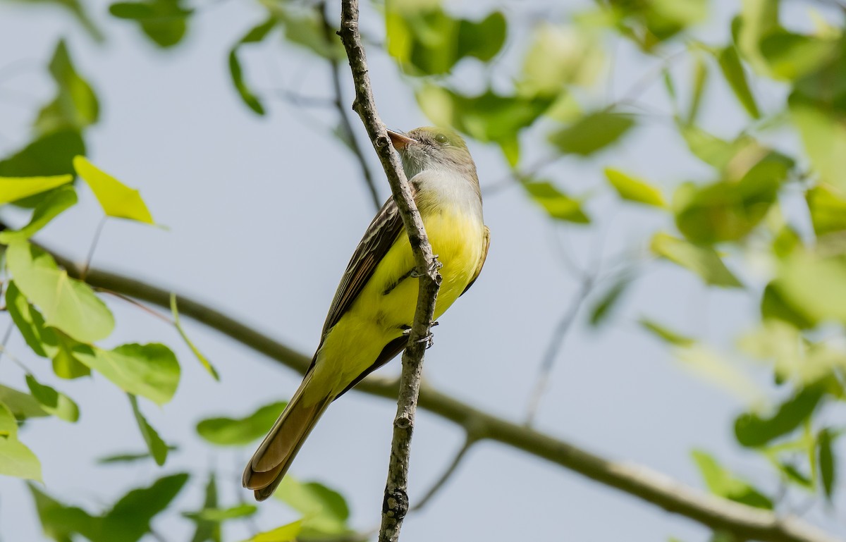 Great Crested Flycatcher - ML618853789