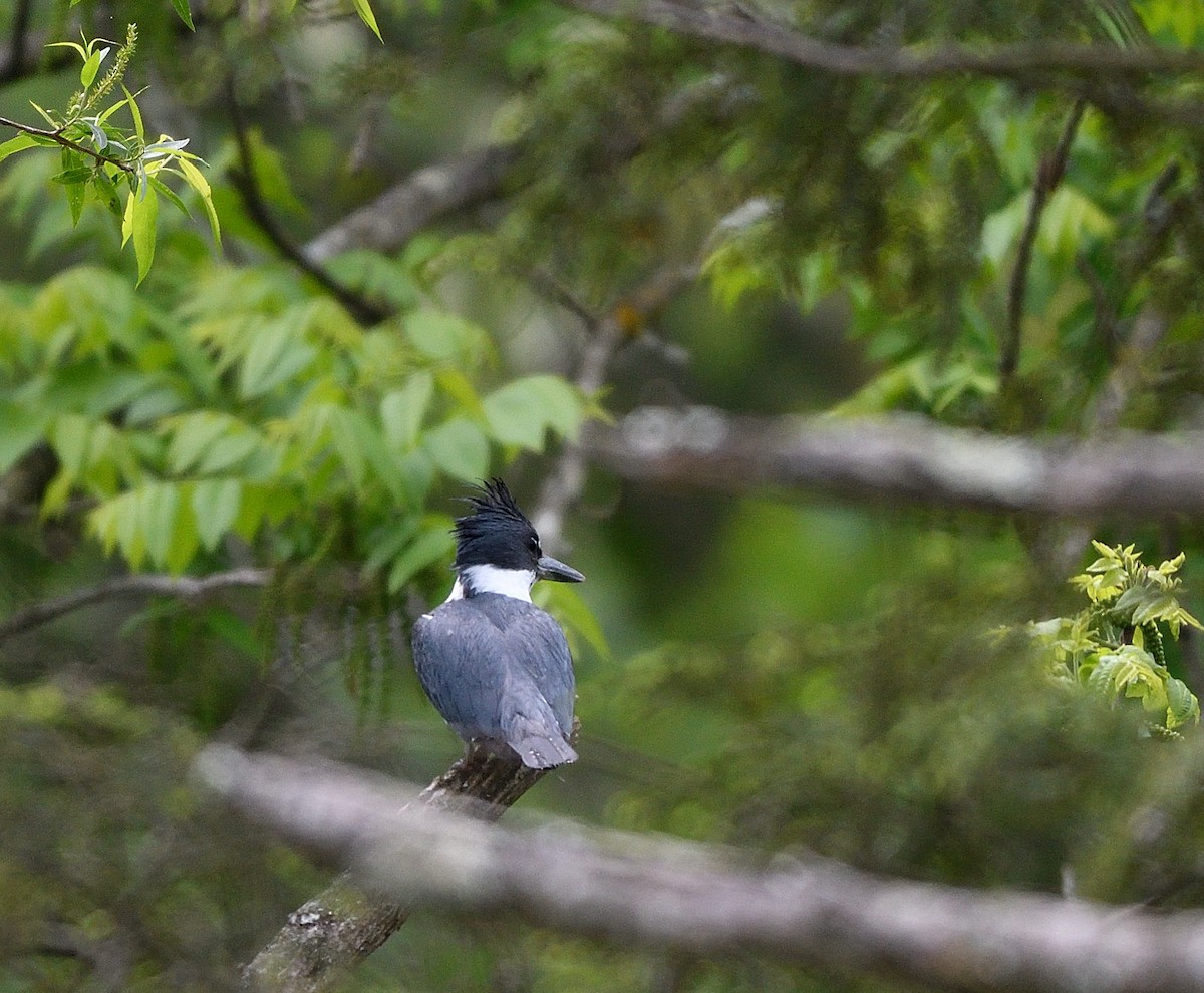 Belted Kingfisher - ML618853804