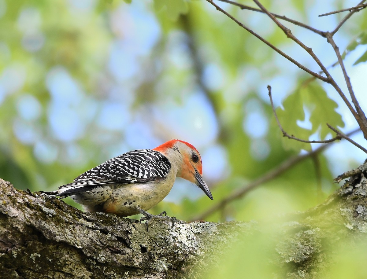 Red-bellied Woodpecker - ML618853807