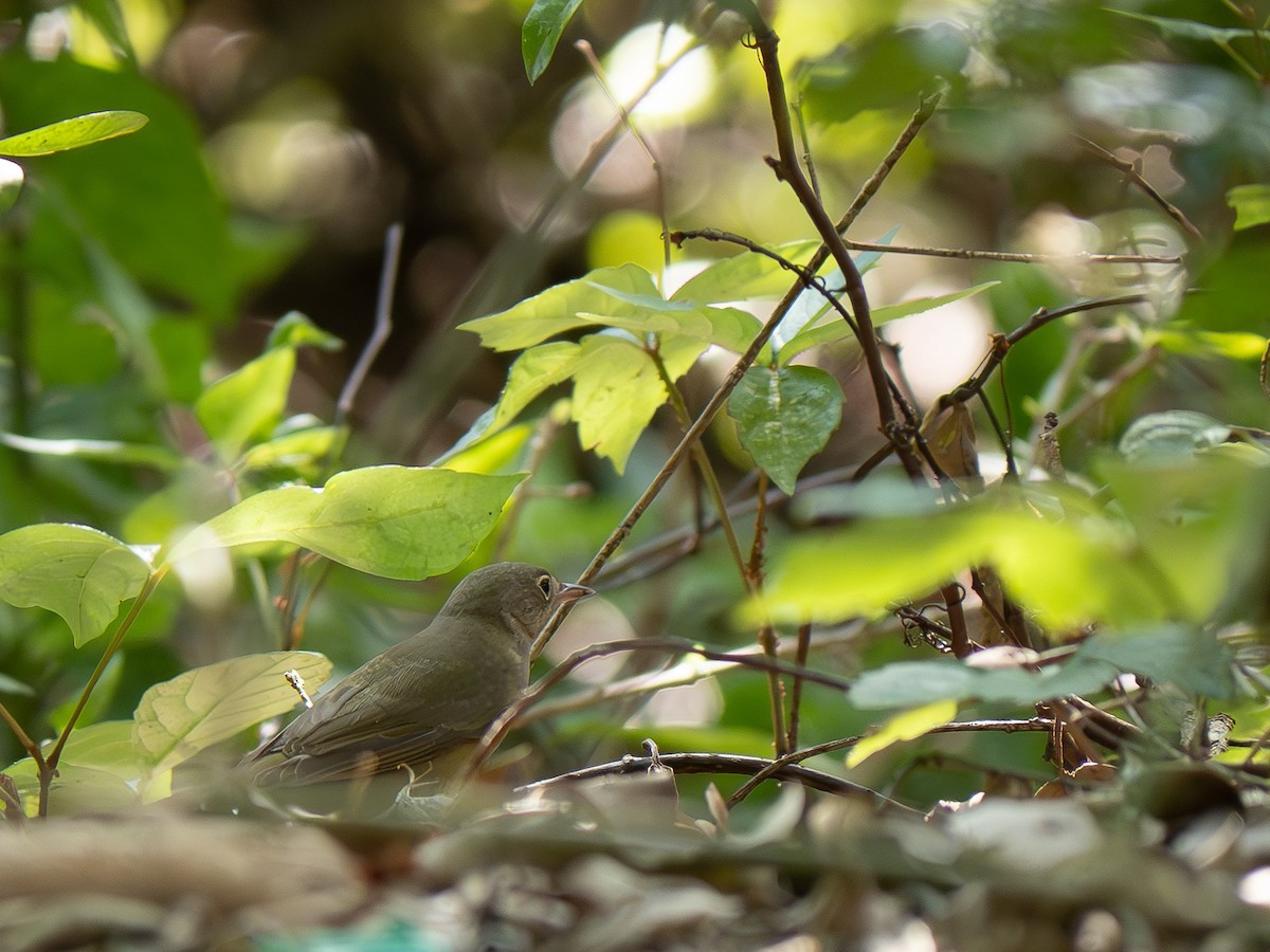 Connecticut Warbler - varun tipnis