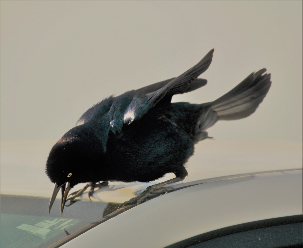 Boat-tailed Grackle - ML618853845