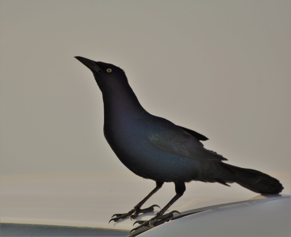 Boat-tailed Grackle - ML618853856